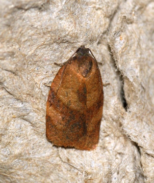 Carnation Tortrix (Cacoecimorpha pronubana) Copyright: Ben Sale