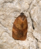 Carnation Tortrix (Cacoecimorpha pronubana)