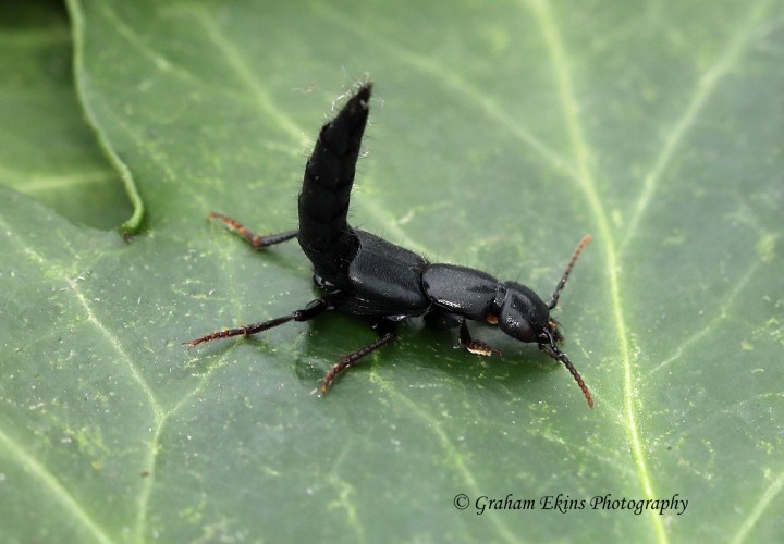 Ocypus olens (Devil's Coach Horse) 2 Copyright: Graham Ekins