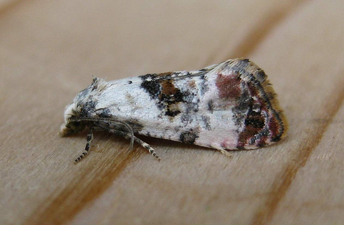 cochylis hybridella. Copyright: Stephen Rolls