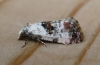 cochylis hybridella. 