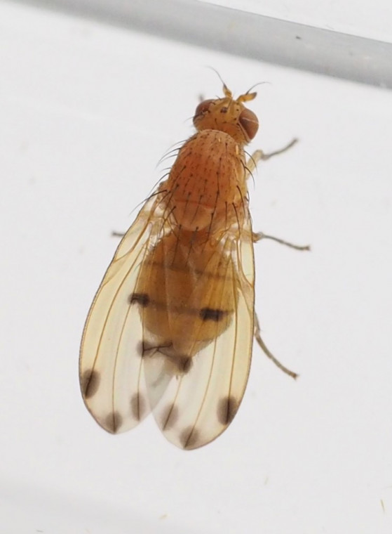 Meiosimyza decempunctata Copyright: Daniel Blyton