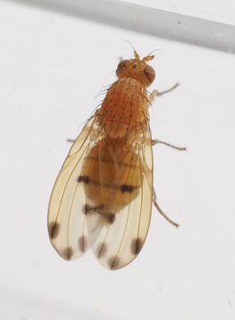 Meiosimyza decempunctata Copyright: Daniel Blyton