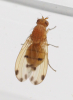 Meiosimyza decempunctata