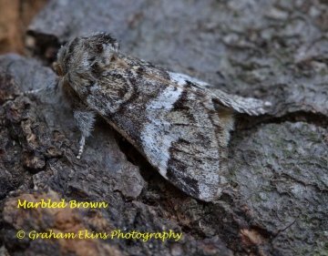 Marbled Brown Copyright: Graham Ekins