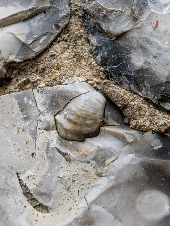 Hutton Church Fossil Bivalve Volviceramus 19 August 2025 Copyright: William George
