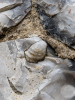 Hutton Church Fossil Bivalve Volviceramus 19 August 2025