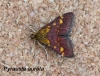 Pyrausta aurata 3 Copyright: Graham Ekins