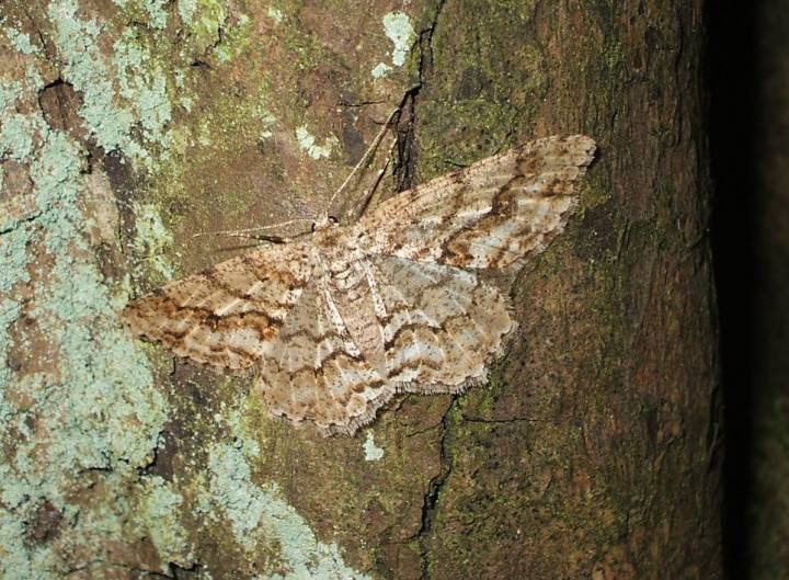 Engrailed 2 Copyright: Ben Sale