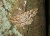 Engrailed 2 