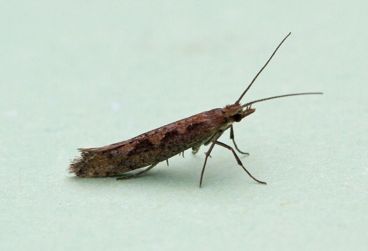 Plutella xylostella 4 Copyright: Graham Ekins