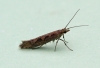 Plutella xylostella 4