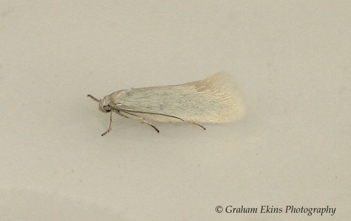 Elachista argentella 2 Copyright: Graham Ekins