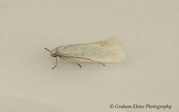 Elachista argentella 2 Copyright: Graham Ekins