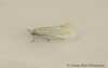 Elachista argentella 2 Copyright: Graham Ekins