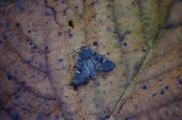 Oak Rustic Copyright: Samuel Chamberlin