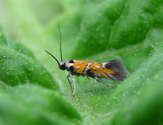 Chrysoesthia drurella. Copyright: Stephen Rolls