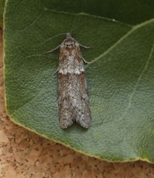 Tortricoides alternella 5 Copyright: Graham Ekins