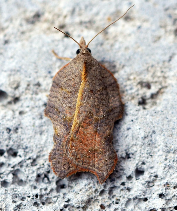 Acleris emargana Copyright: Ben Sale