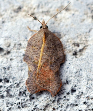 Acleris emargana Copyright: Ben Sale