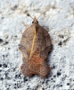 Acleris emargana Copyright: Ben Sale