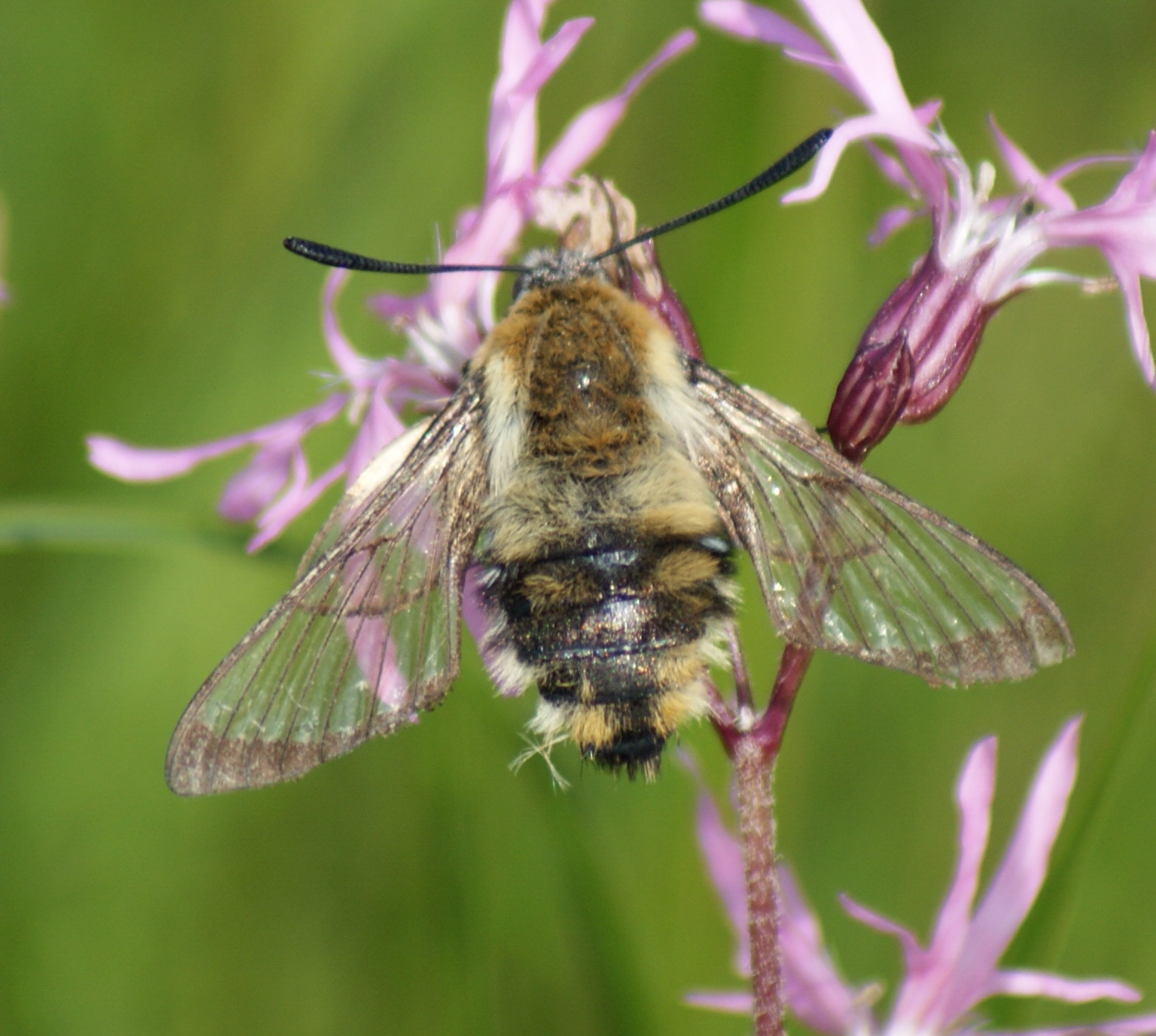 faded specimen basking Copyright: Robert Smith