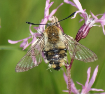 faded specimen basking Copyright: Robert Smith