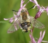 faded specimen basking 