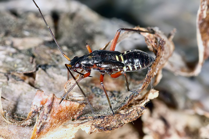 Miris striatus nymph (1 May 2011) Copyright: Leslie Butler