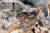 Miris striatus nymph (1 May 2011) 