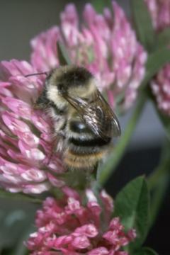 Bombus sylvarum queen on red clover