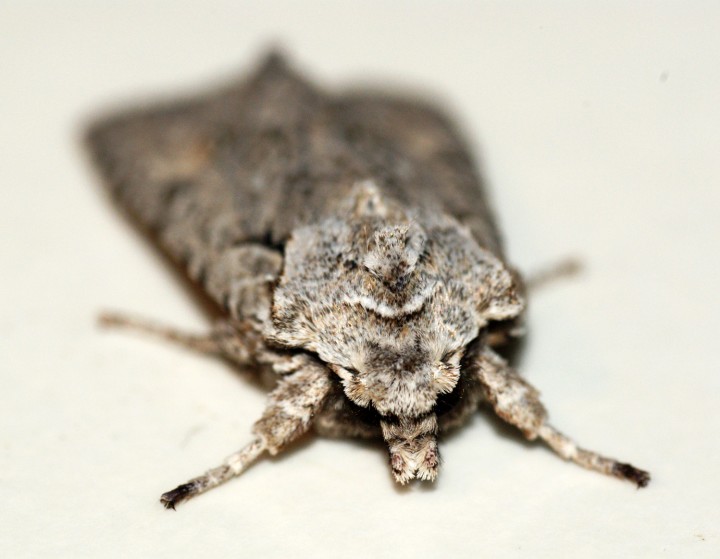 Grey Shoulder-knot 2 Copyright: Ben Sale