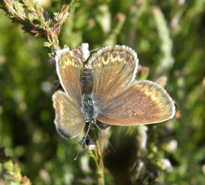 Silver-studded blue female Copyright: Sue Grayston