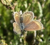 Silver-studded blue female 