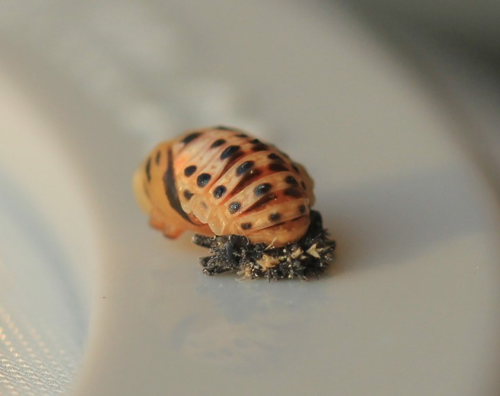 Harmonia quadripunctata pupa Copyright: Yvonne Couch