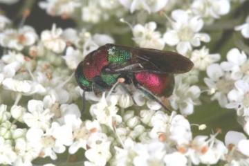 Hedychrum nobile female