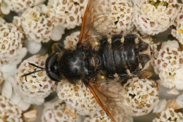 Stratiomys singularior male 2 Copyright: Peter Harvey