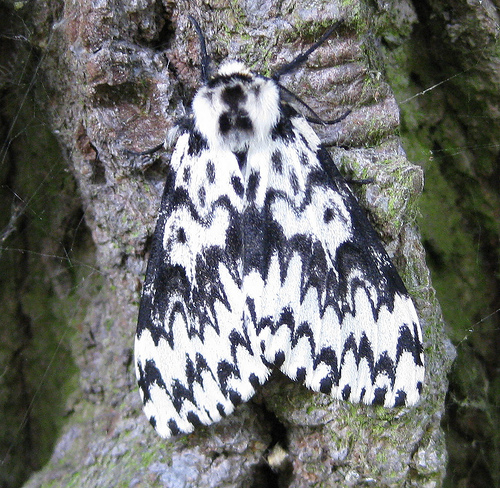 Black Arches 2 Copyright: Stephen Rolls