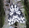 Black Arches 2 Copyright: Stephen Rolls