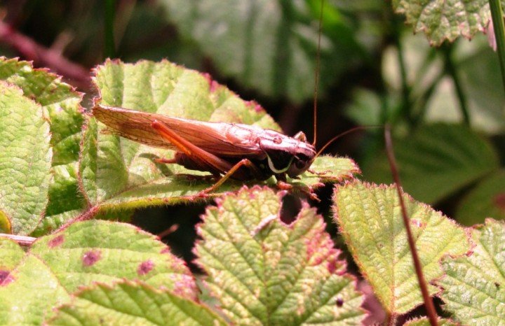 Roesel's Bush Cricket 2 Copyright: Graham Smith