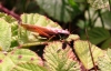 Roesel's Bush Cricket 2 