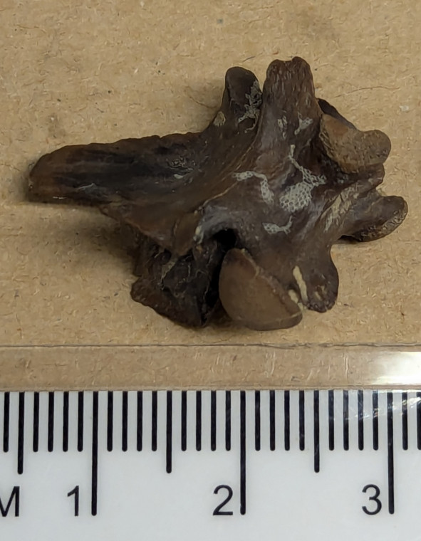 Palaeophis toliapicus fossil snake vertebra Copyright: William George