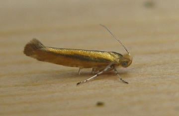 Argyresthia goedartella 2 Copyright: Stephen Rolls