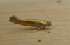 Argyresthia goedartella 2