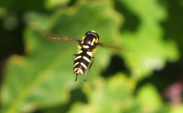 Hoverfly Xanthogramma pedissequum Copyright: Peter Pearson