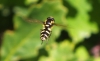 Hoverfly Xanthogramma pedissequum