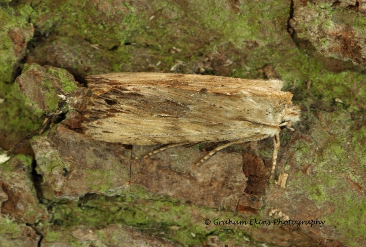 Pale Pinion    Lithophane socia Copyright: Graham Ekins