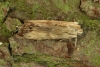 Pale Pinion    Lithophane socia