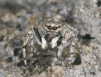 Sitticus distinguendus