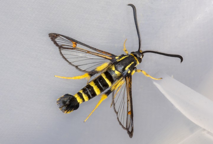 Yellow-legged Clearwing 15-09-2020 Copyright: Bill Crooks